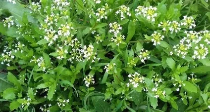 Рукола гусенічнік властивості користь і шкода склад рецепти салату (користь) Рукола гусенічнік властивості користь і шкода склад рецепти салату