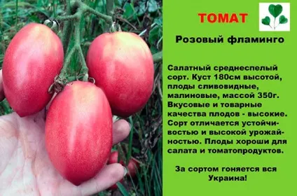 Рожевощокі томати - найкраща добірка - секрети садівників (Волове серце рожеве) Рожевощокі томати - найкраща добірка - секрети садівників