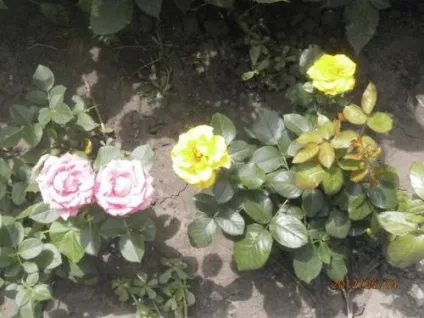 Роза колючий догляд, вирощування, полив, посадка в домашніх умовах (троянда) Роза колючий догляд, вирощування, полив, посадка в домашніх умовах