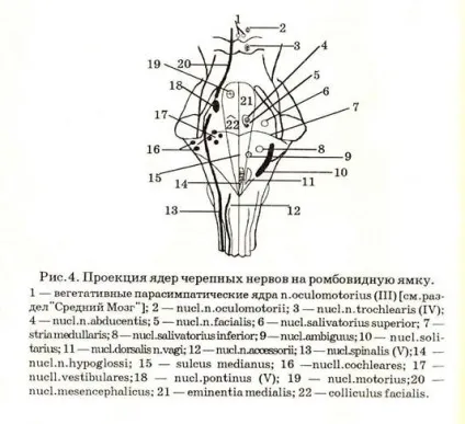Ромбовидна ямка 1