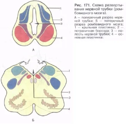 Ромбовидна ямка - сторінка 3