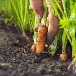 Сад по фен-шуй своїми руками (кольору Квіти які) Сад по фен-шуй своїми руками
