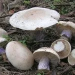 Рядовка ліловоногая опис, місця проживання, схожість з іншими грибами, фото (рядовка) Рядовка ліловоногая опис, місця проживання, схожість з іншими грибами, фото