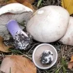 Рядовка ліловоногая опис, місця проживання, схожість з іншими грибами, фото (рядовка) Рядовка ліловоногая опис, місця проживання, схожість з іншими грибами, фото