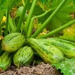Сад по фен-шуй своїми руками (руками) Сад по фен-шуй своїми руками