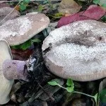 Рядовка ліловоногая опис, місця проживання, схожість з іншими грибами, фото (рядовка ліловоногая гриби фото опис сіненожка) Рядовка ліловоногая опис, місця проживання, схожість з іншими грибами, фото