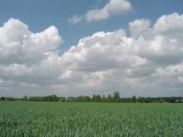 Сад та город - попередники озимої пшениці (попередники) Сад та город - попередники озимої пшениці