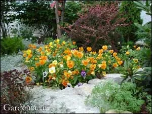 Садок у багатоквартирного будинку (саду сайті Gardenia) Садок у багатоквартирного будинку