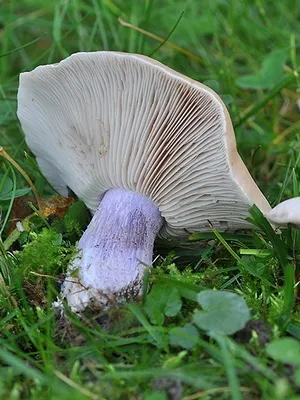 Рядовка ліловоногая (синя ніжка, сіненожка) коли збирати, де росте гриб синій корінь (ніжка) Рядовка ліловоногая (синя ніжка, сіненожка) коли збирати, де росте гриб синій корінь