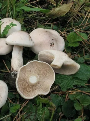 Рядовка ліловоногая (синя ніжка, сіненожка) коли збирати, де росте гриб синій корінь (ніжка) Рядовка ліловоногая (синя ніжка, сіненожка) коли збирати, де росте гриб синій корінь