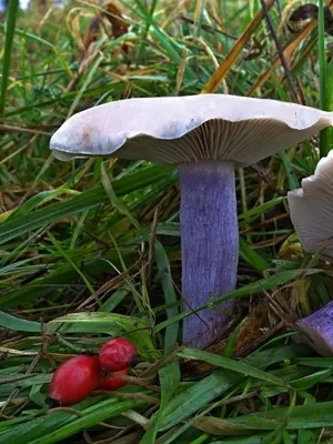 Рядовка ліловоногая (синя ніжка, сіненожка) коли збирати, де росте гриб синій корінь (ліловоногая) Рядовка ліловоногая (синя ніжка, сіненожка) коли збирати, де росте гриб синій корінь