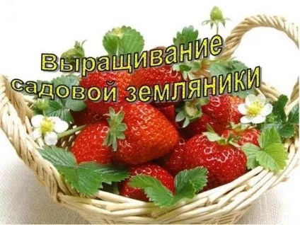 Садова суниця з насіння принцип висівання, вирощування і пересадка у відкритий грунт (висівання) Садова суниця з насіння принцип висівання, вирощування і пересадка у відкритий грунт