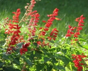 Сальвія або шавлія чудовий, біля будинку (клумба) Сальвія або шавлія чудовий, біля будинку