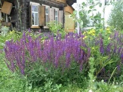 Сальвія або шавлія чудовий, біля будинку (квіти) Сальвія або шавлія чудовий, біля будинку