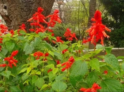 Сальвія або шавлія чудовий, біля будинку (сальвія) Сальвія або шавлія чудовий, біля будинку