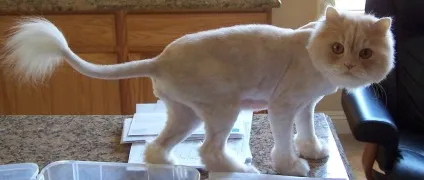 Сальний хвіст у котів