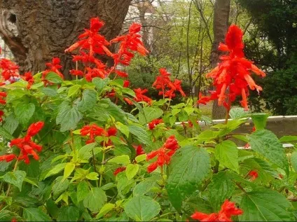 Сальвія (шавлія) види, посадка, розмноження, догляд (посадка) Сальвія (шавлія) види, посадка, розмноження, догляд