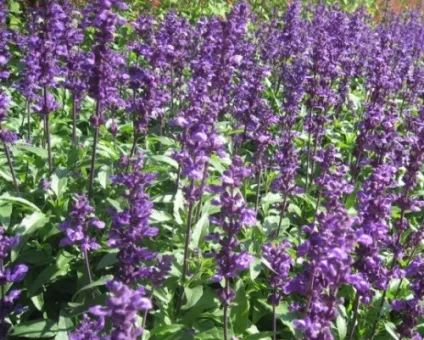 Сальвія посадка і догляд