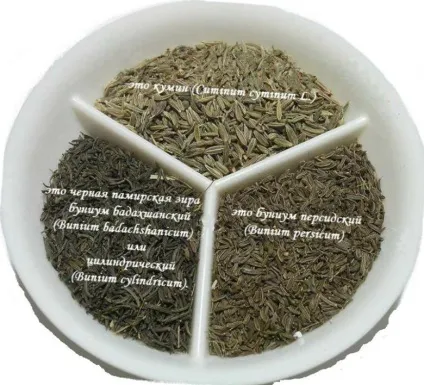 Салат, зелень