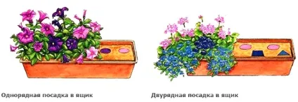 Самі невибагливі квіти для балкона квітучі все літо (самі) Самі невибагливі квіти для балкона квітучі все літо
