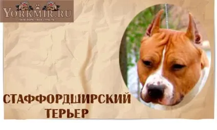 Самі злі собаки в світі, топ 10 найбільш злих собак (злі) Самі злі собаки в світі, топ 10 найбільш злих собак