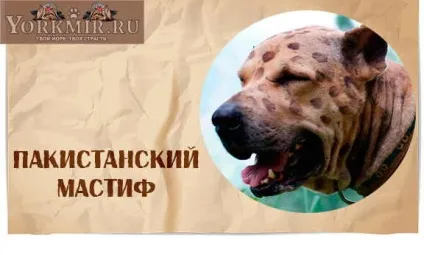 Самі злі собаки в світі, топ 10 найбільш злих собак (самих) Самі злі собаки в світі, топ 10 найбільш злих собак