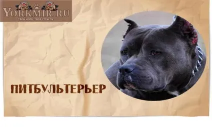 Самі злі собаки в світі, топ 10 найбільш злих собак (собаки) Самі злі собаки в світі, топ 10 найбільш злих собак
