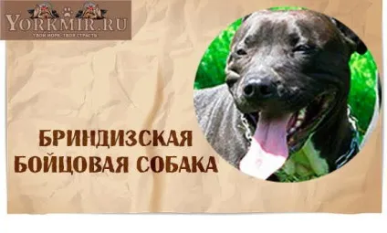 Самі злі собаки в світі, топ 10 найбільш злих собак (собаки) Самі злі собаки в світі, топ 10 найбільш злих собак