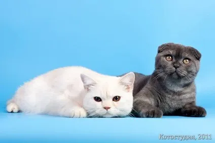 Найкрасивіші породи короткошерстих кішок фото, російська блакитна сінгапуру сінгапурська кішка, (самі) Найкрасивіші породи короткошерстих кішок фото, російська блакитна сінгапуру сінгапурська кішка,