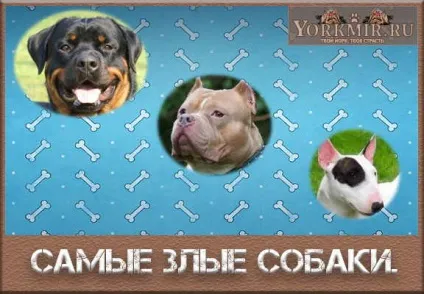 Самі злі собаки в світі, топ 10 найбільш злих собак (самих) Самі злі собаки в світі, топ 10 найбільш злих собак
