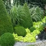 Самшит - посадка, догляд, обрізка, розмноження (догляд) Самшит - посадка, догляд, обрізка, розмноження