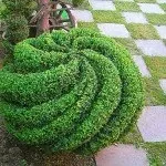 Самшит - посадка, догляд, обрізка, розмноження (обрізка) Самшит - посадка, догляд, обрізка, розмноження