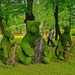 Самшит - посадка, догляд, обрізка, розмноження (розмноження) Самшит - посадка, догляд, обрізка, розмноження