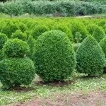Самшит - посадка, догляд, обрізка, розмноження (розмноження) Самшит - посадка, догляд, обрізка, розмноження