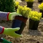 Самшит - посадка, догляд, обрізка, розмноження (розмноження) Самшит - посадка, догляд, обрізка, розмноження