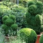Самшит - посадка, догляд, обрізка, розмноження (розмноження) Самшит - посадка, догляд, обрізка, розмноження