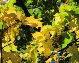 Самогон на дубової кори, трісці, чіпсах дізнайтеся кращі рецепти (чіпсах) Самогон на дубової кори, трісці, чіпсах дізнайтеся кращі рецепти