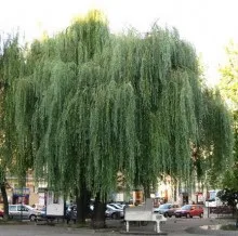 Саджанці листяних дерев