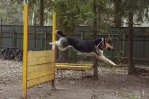 З чого почати дресирування цуценя німецької вівчарки (дресирування) З чого почати дресирування цуценя німецької вівчарки