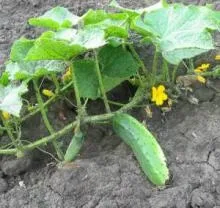 Від чого допомагають огірки, здоров'я і рецепти, agrinews новини агробізнесу (огірки) Від чого допомагають огірки, здоров'я і рецепти, agrinews новини агробізнесу