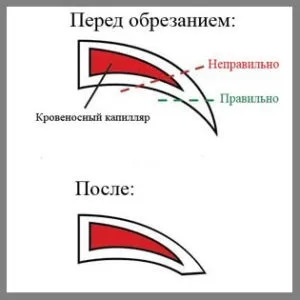 Відростання дзьоба і когтней у хвилястого папугу (дзьоба) Відростання дзьоба і когтней у хвилястого папугу