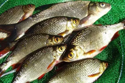 Відпочинок на київському морі - огляд будиночків і баз відпочинку київського водосховища (відпочинку) Відпочинок на київському морі - огляд будиночків і баз відпочинку київського водосховища