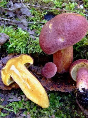 Їстівні гриби рядовками фото і опис рядовками жовто-червоною, сіркою і фіолетовою (рядовками) Їстівні гриби рядовками фото і опис рядовками жовто-червоною, сіркою і фіолетовою
