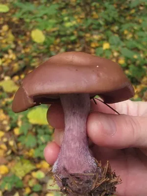 Їстівні гриби рядовками фото і опис рядовками жовто-червоною, сіркою і фіолетовою (рядовками) Їстівні гриби рядовками фото і опис рядовками жовто-червоною, сіркою і фіолетовою
