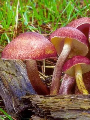 Їстівні гриби рядовками фото і опис рядовками жовто-червоною, сіркою і фіолетовою (гриби) Їстівні гриби рядовками фото і опис рядовками жовто-червоною, сіркою і фіолетовою