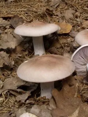Їстівні гриби рядовками фото і опис рядовками жовто-червоною, сіркою і фіолетовою (їстівні) Їстівні гриби рядовками фото і опис рядовками жовто-червоною, сіркою і фіолетовою