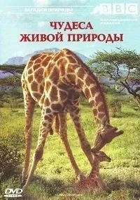 Серіал Ричард Хаммонд як побудувати планету 1-2 серія 2013 дивитися онлайн в hd 720 безкоштовно в (проекту) Серіал Ричард Хаммонд як побудувати планету 1-2 серія 2013 дивитися онлайн в hd 720 безкоштовно в