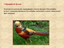 Селекція тварин - презентація (методи) (часом можуть приносити потомство) Селекція тварин - презентація (методи)