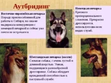 Селекція тварин - презентація (методи) (самки часом можуть) Селекція тварин - презентація (методи)