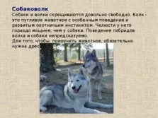 Селекція тварин - презентація (методи) (можуть приносити потомство) Селекція тварин - презентація (методи)